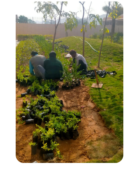 Gardening grass development