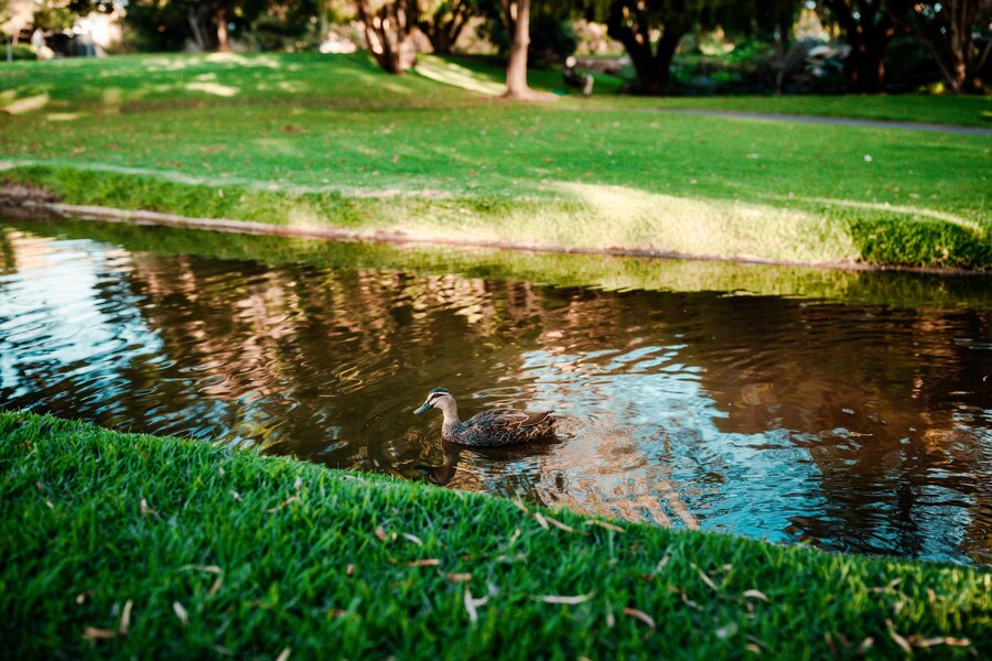 Pond Designing